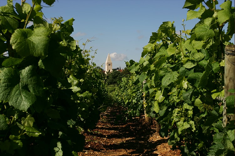 Photo des vignes de la côte chalonnaise